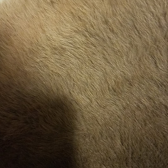 Kangaroo hide - Picture 2 of 4